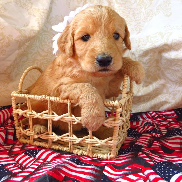 Cinnamon